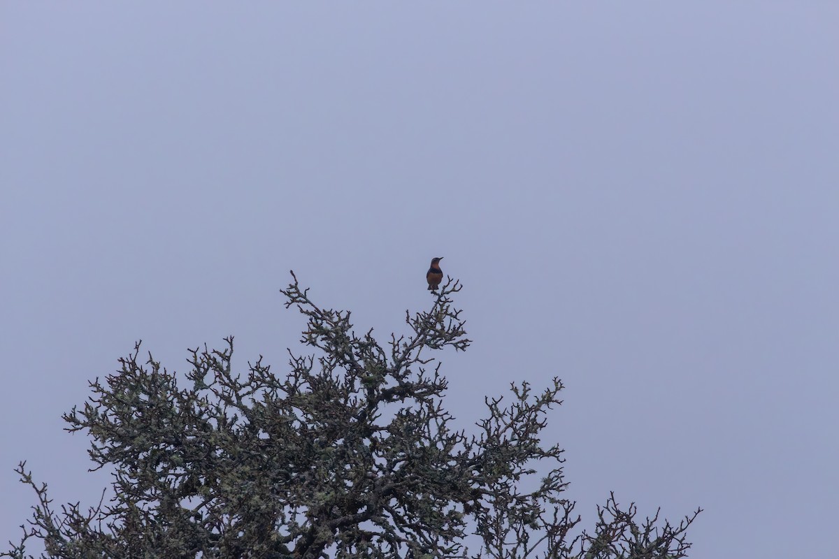 Varied Thrush - Brandon Smith