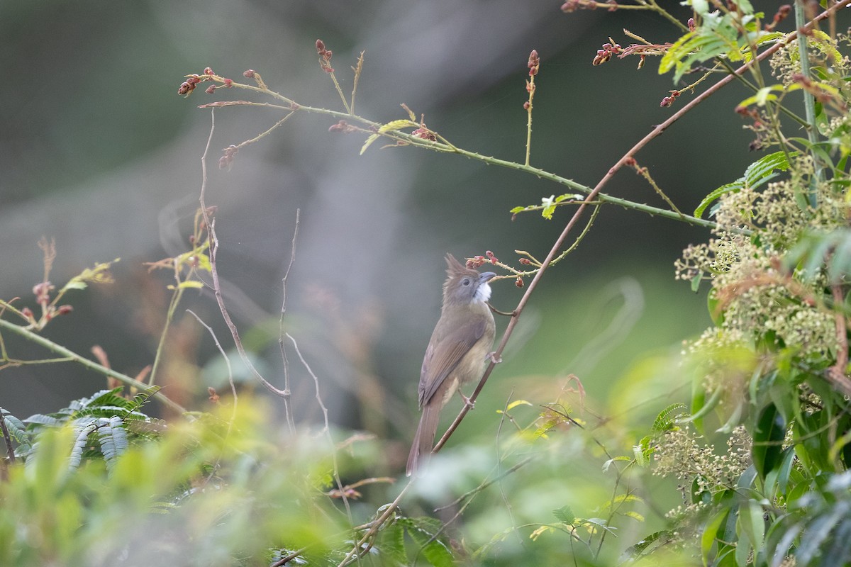 Puff-throated Bulbul - ML614211296