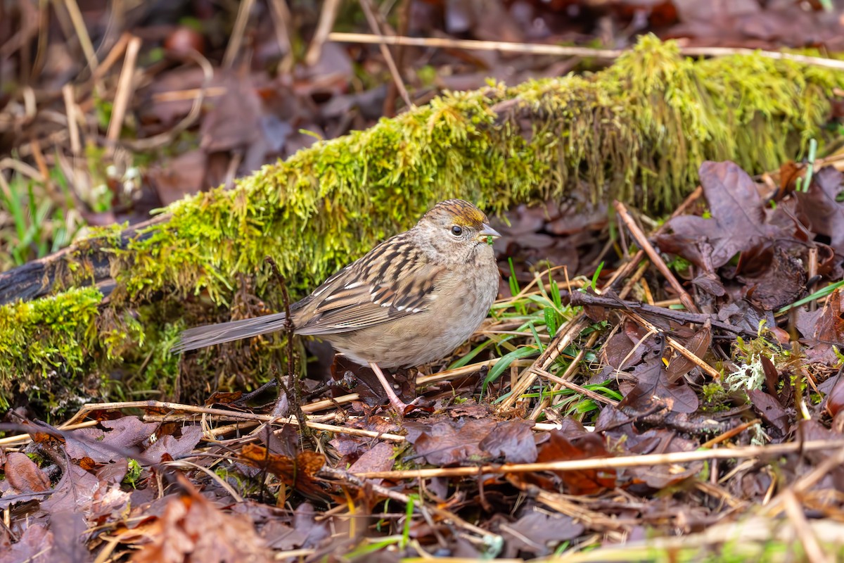 Golden-crowned Sparrow - ML614211323