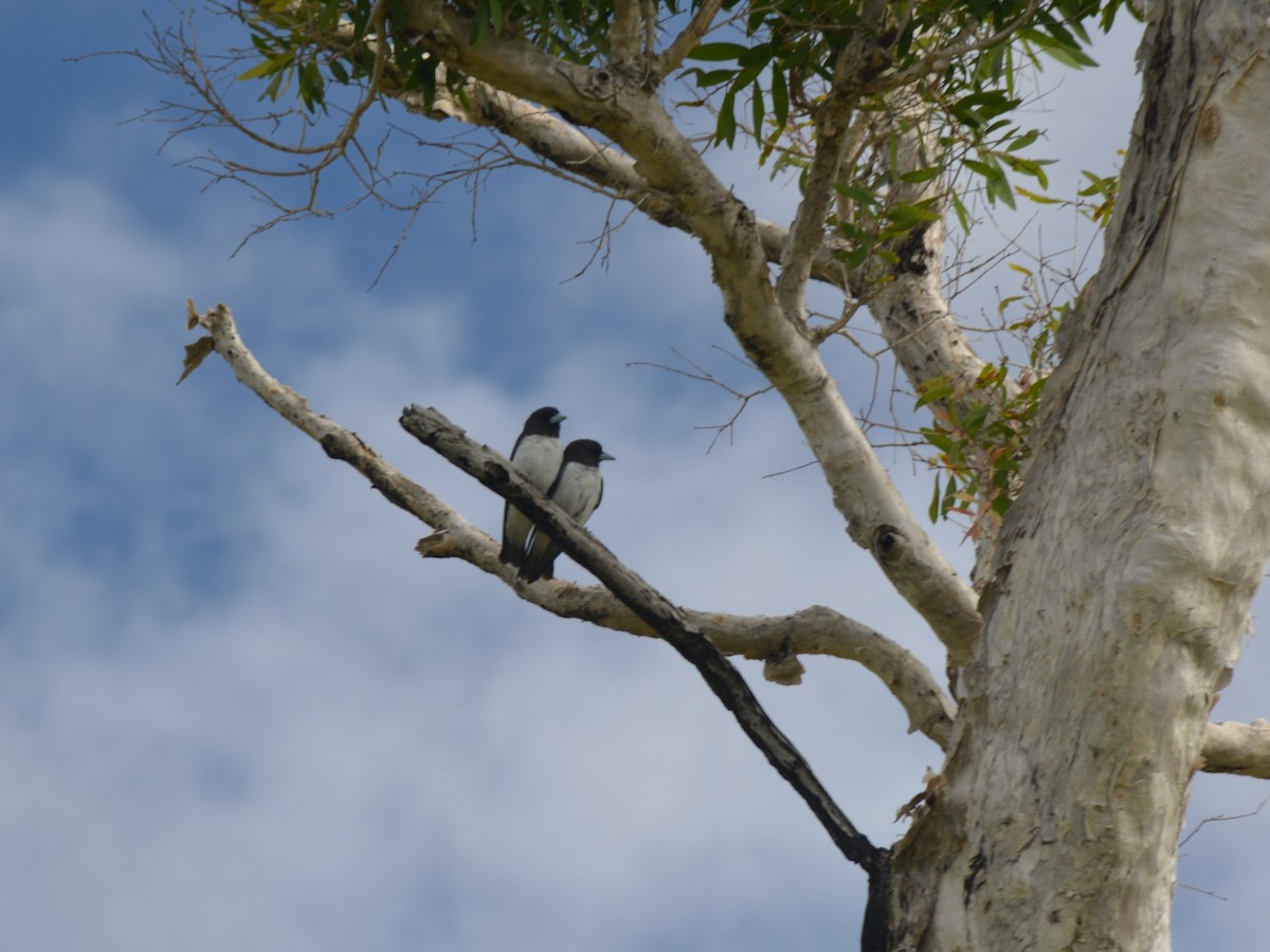 White-breasted Woodswallow - Lena Hartebrodt