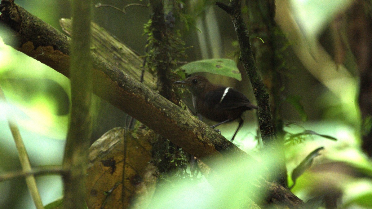 Wing-banded Wren - ML614211402