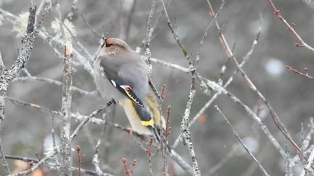 Bohemian Waxwing - ML614211418