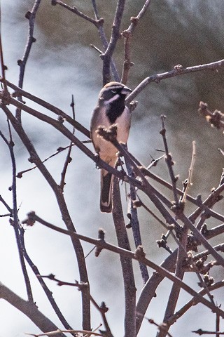 Black-throated Sparrow - Gary Botello