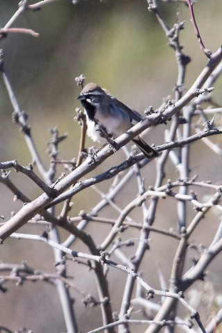 Black-throated Sparrow - Gary Botello