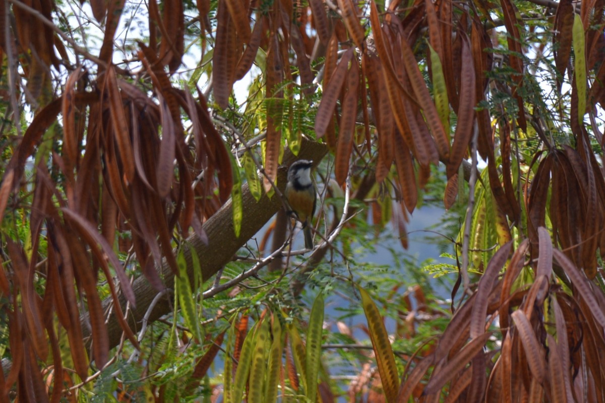 Rufous Whistler - Lena Hartebrodt