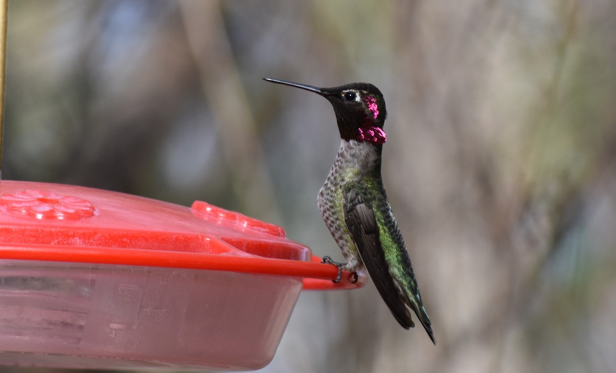 Anna's Hummingbird - ML614211441