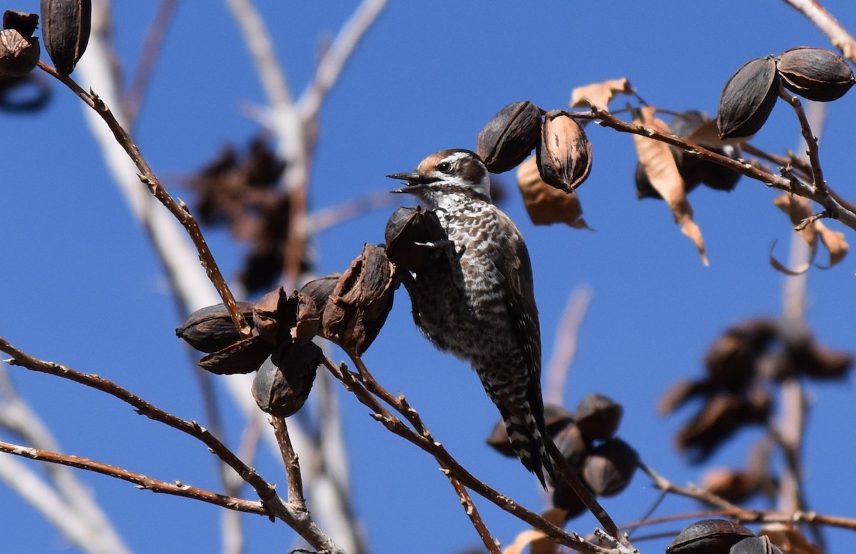 Arizona Woodpecker - ML614211461