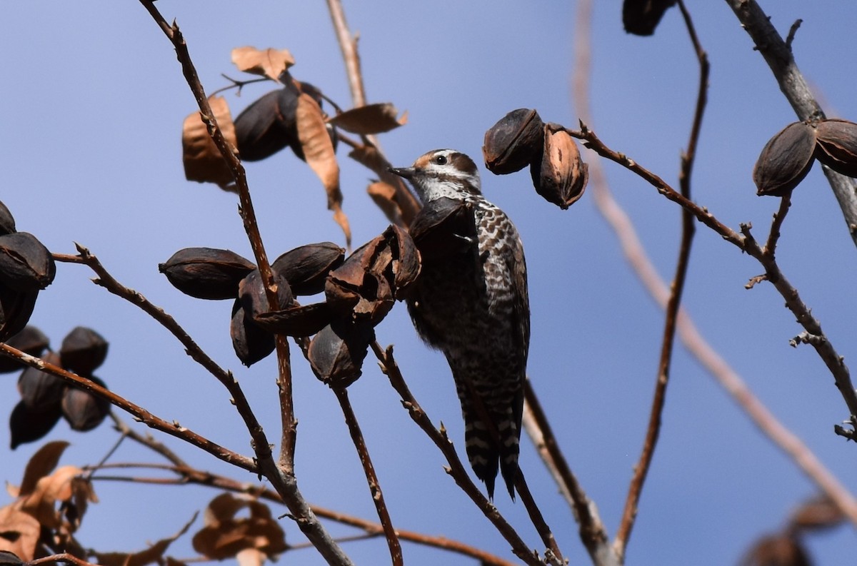 Arizona Woodpecker - ML614211464