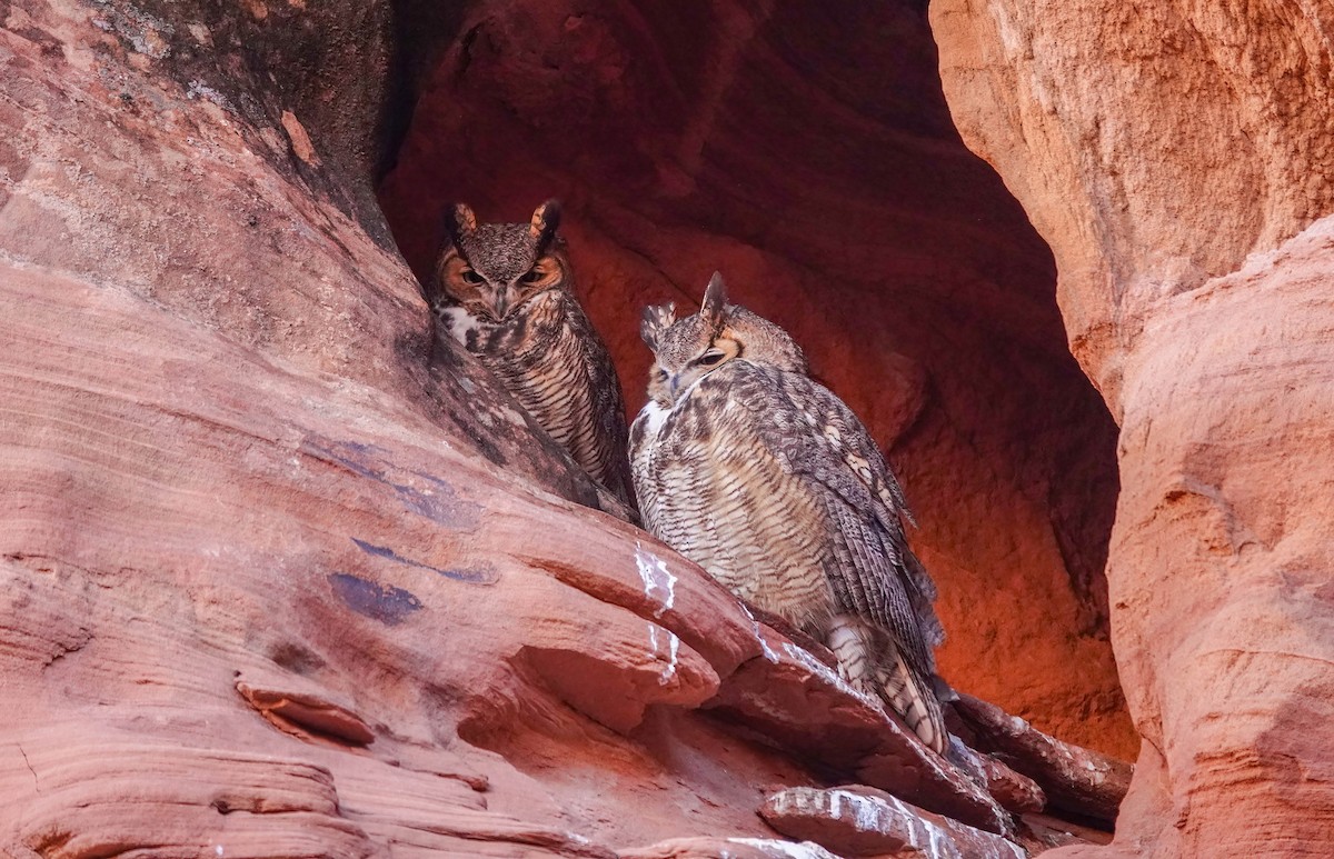 Great Horned Owl - ML614211475