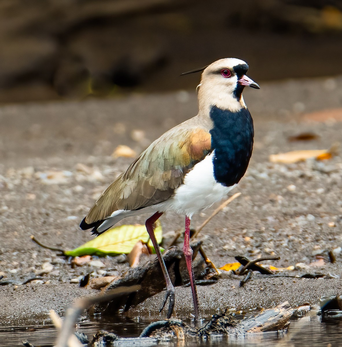 Southern Lapwing - Kenneth Eyster