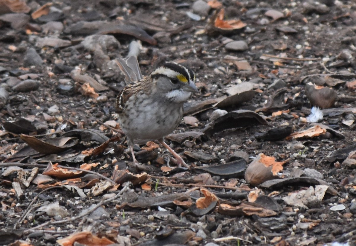 White-throated Sparrow - ML614211487