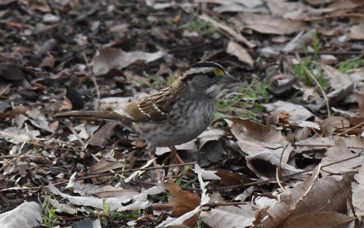 White-throated Sparrow - ML614211488