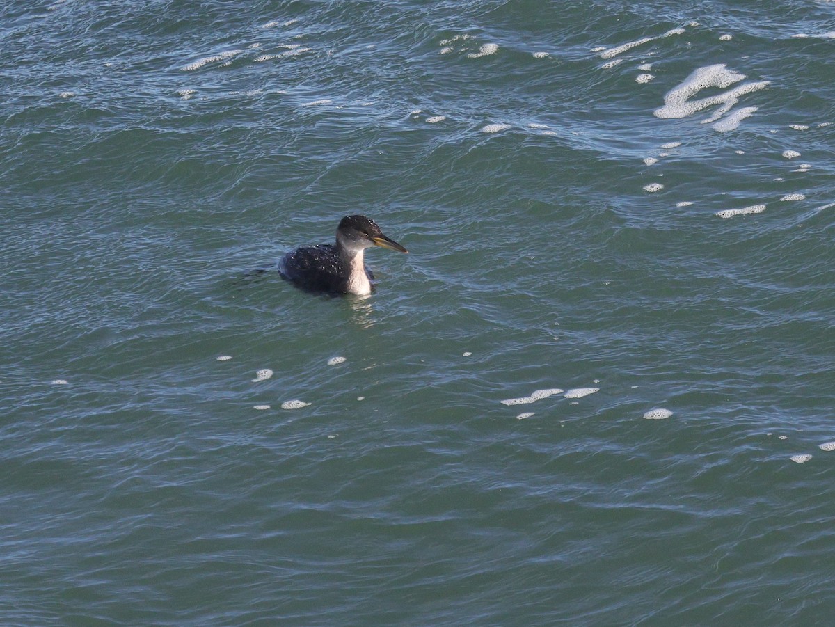Red-necked Grebe - ML614211499