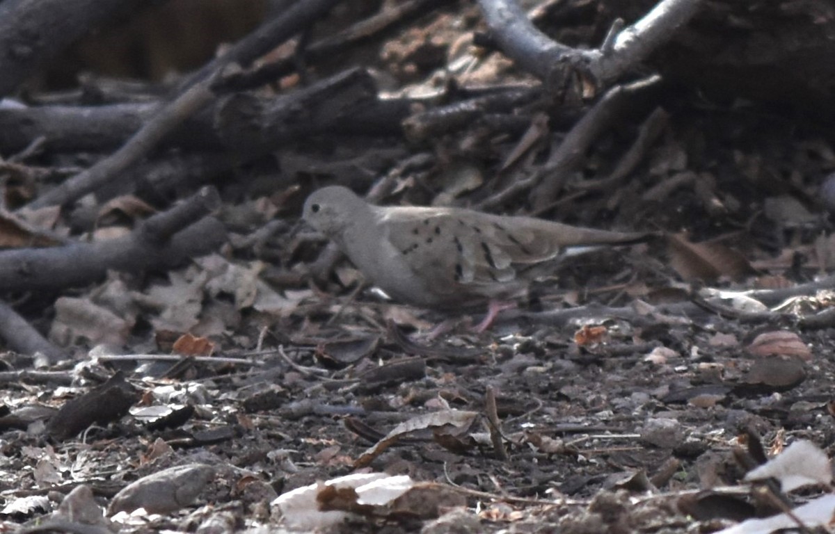 Ruddy Ground Dove - ML614211501