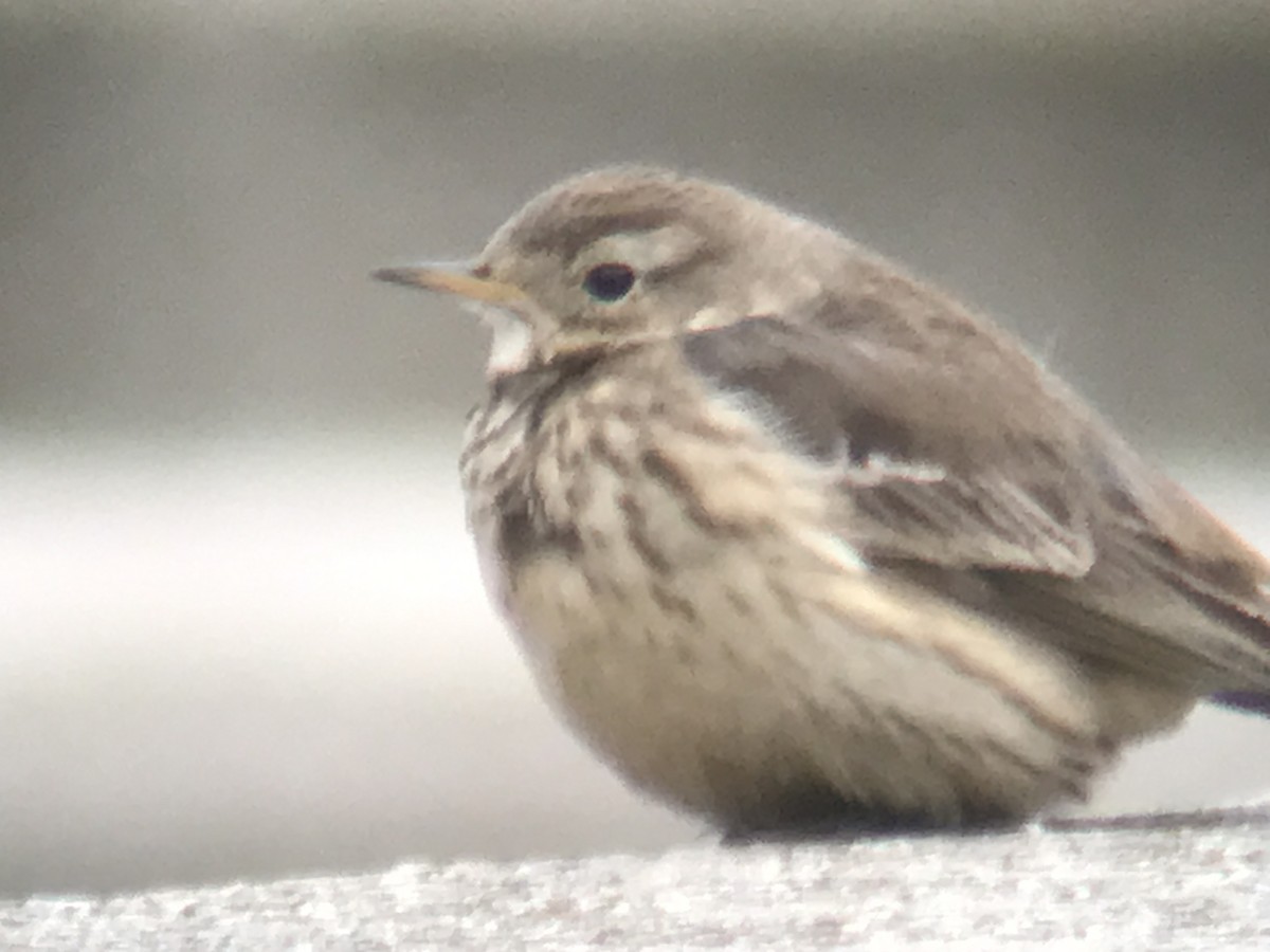 American Pipit - ML614211563