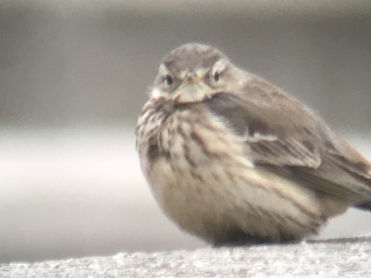 American Pipit - ML614211564