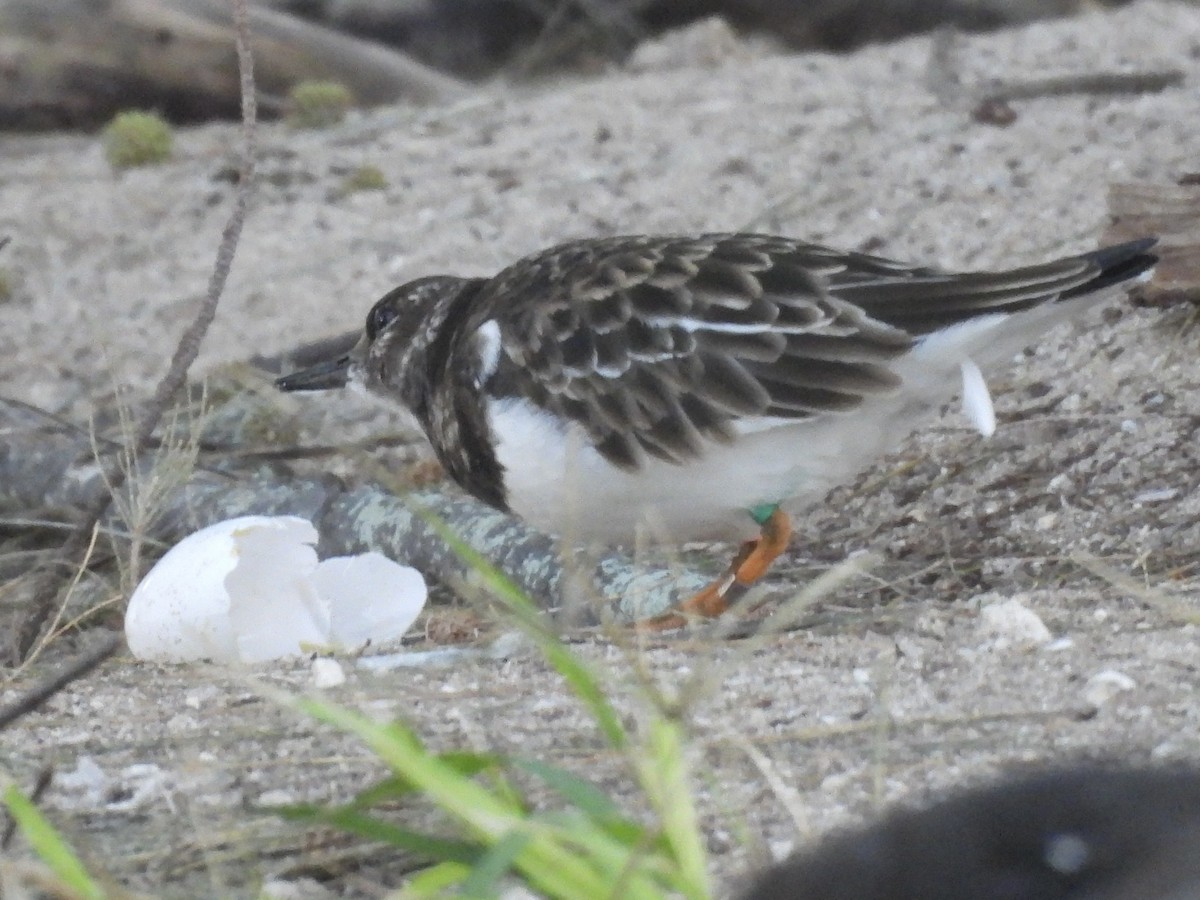 Ruddy Turnstone - Calvin Grigal