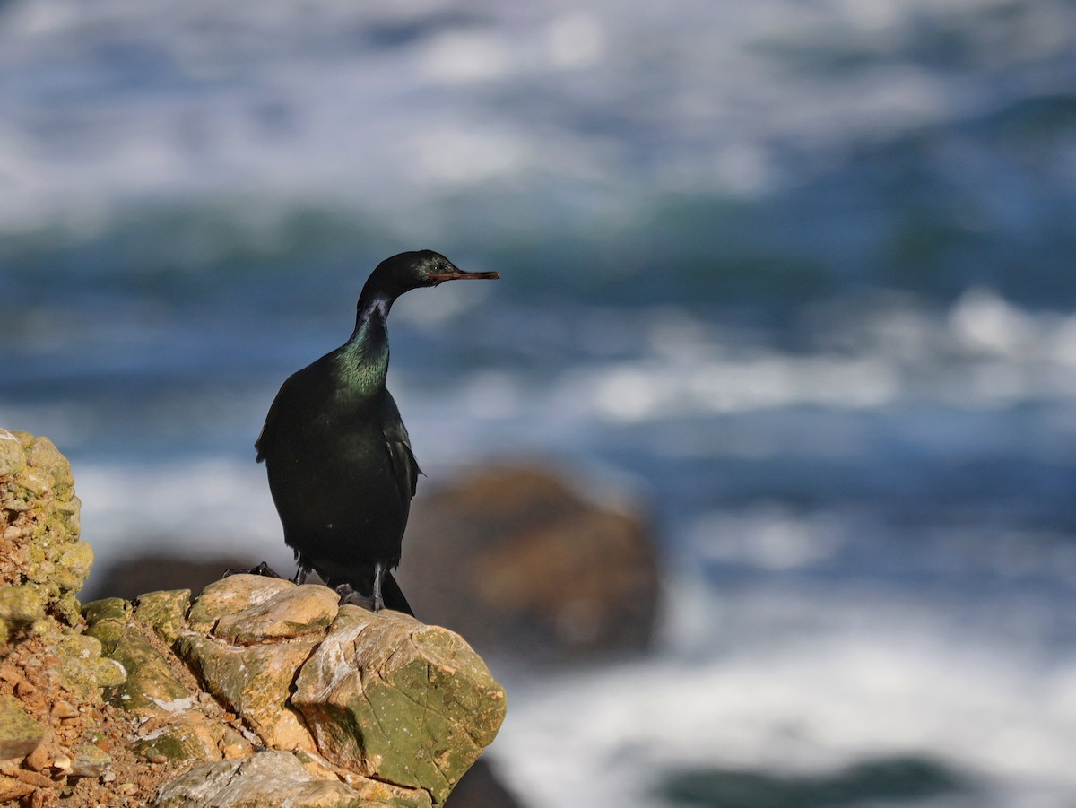 Cormorán Pelágico - ML614211619