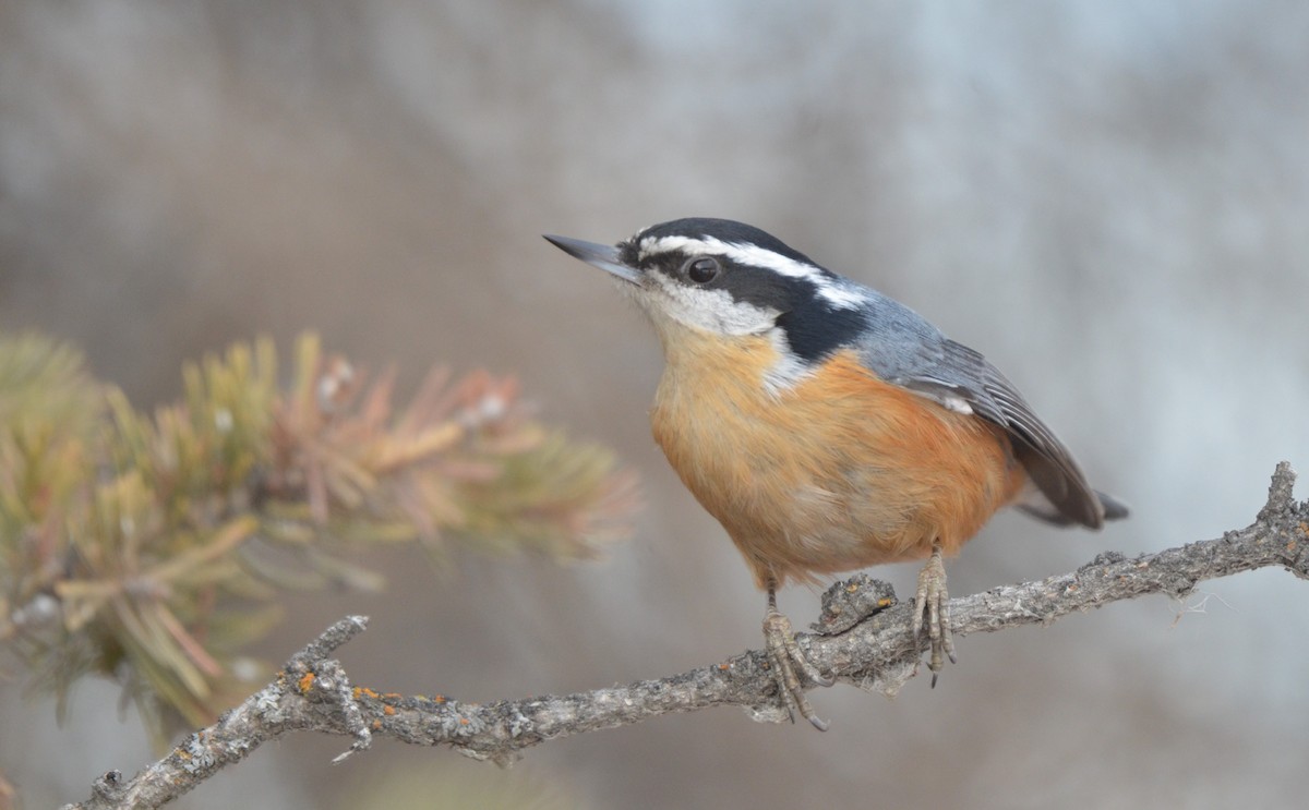 Red-breasted Nuthatch - ML614211671