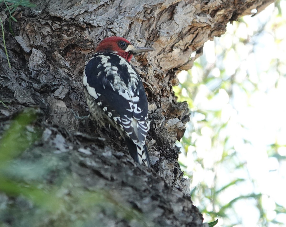Red-breasted Sapsucker - ML614211676