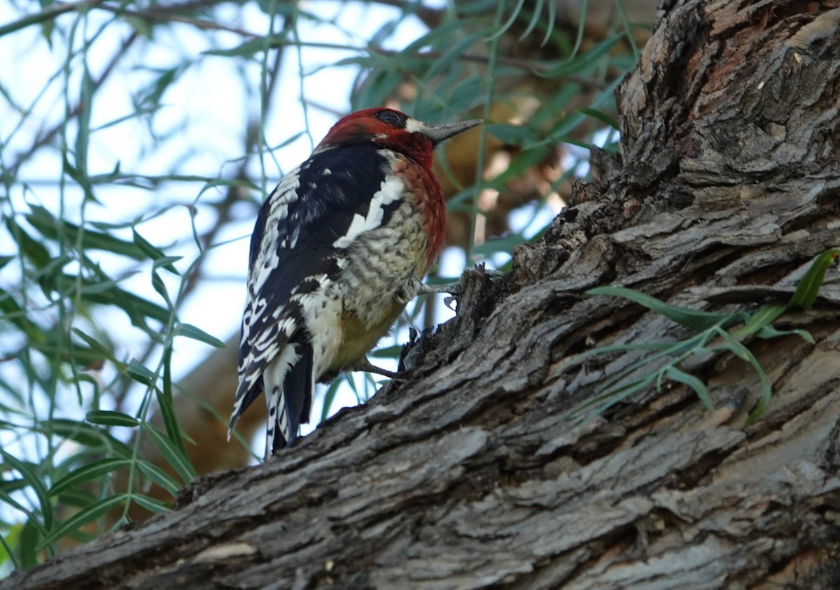 Red-breasted Sapsucker - ML614211677