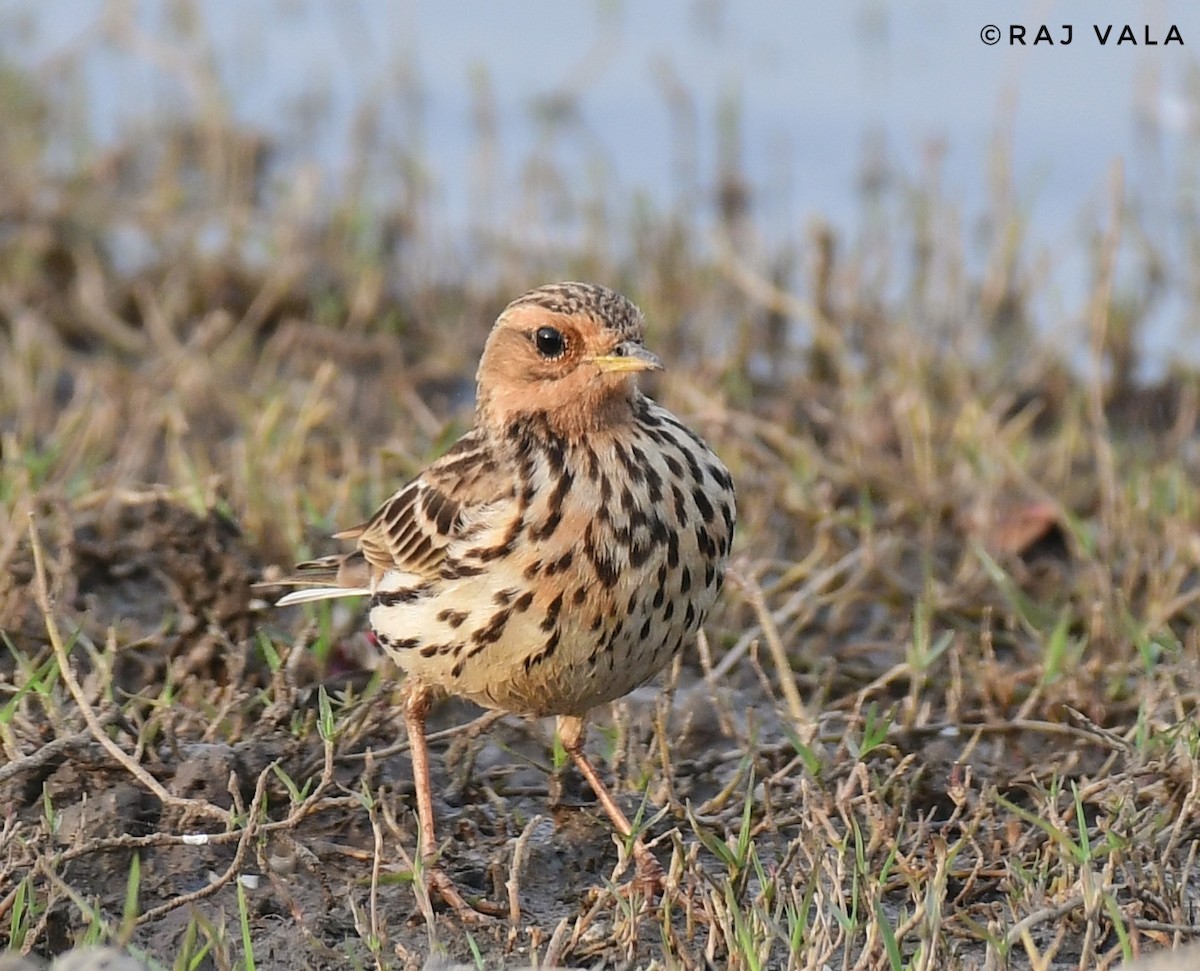Red-throated Pipit - ML614211687