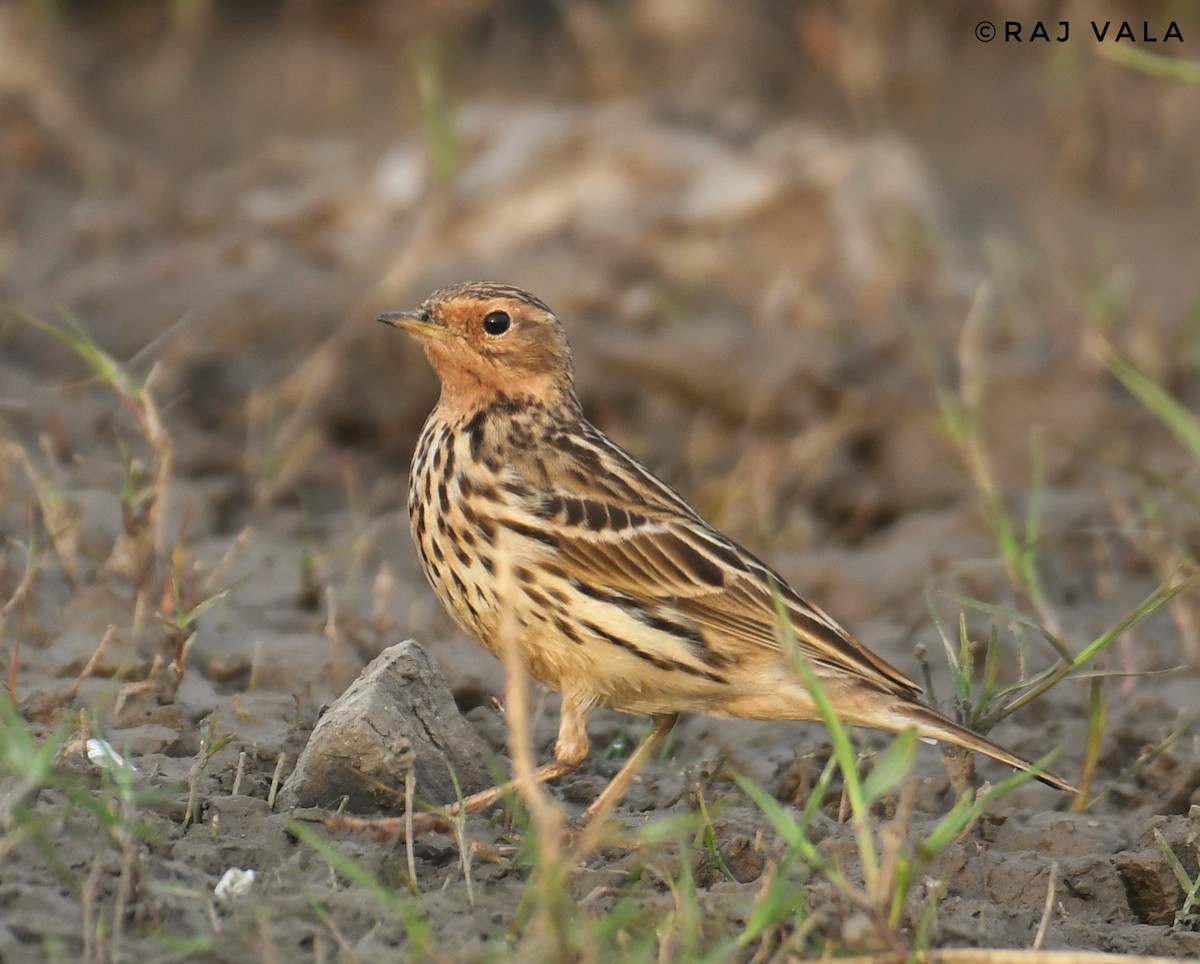 Red-throated Pipit - ML614211688
