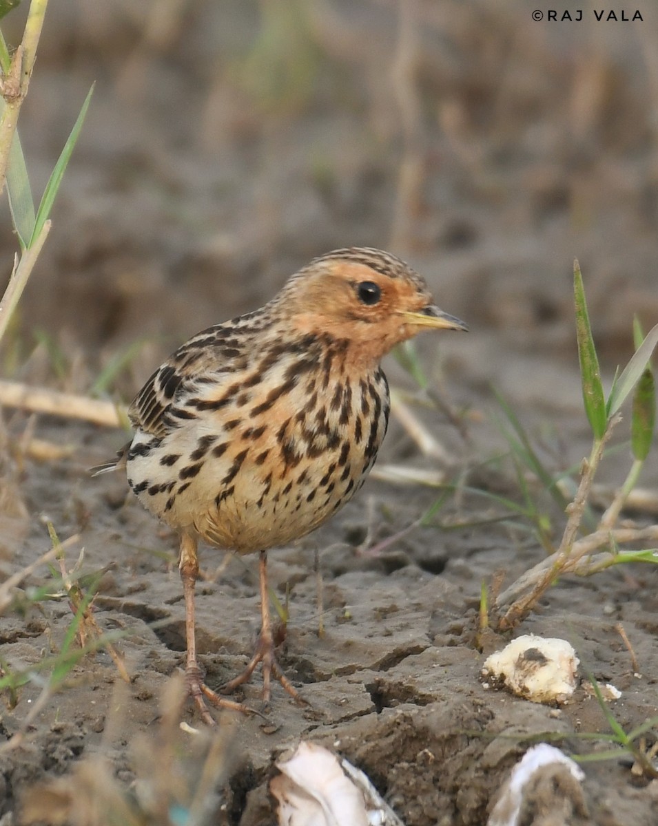 Red-throated Pipit - ML614211689