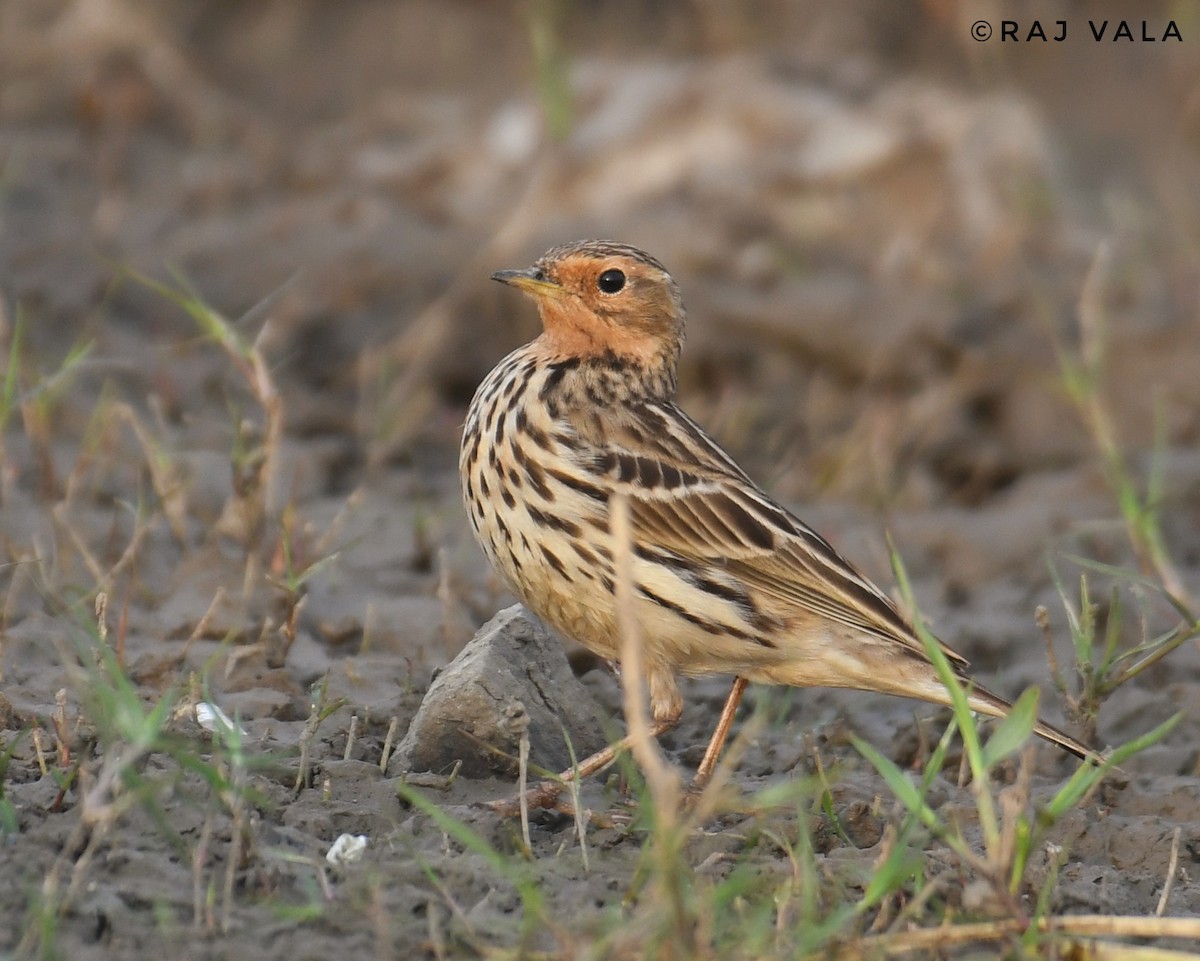 Red-throated Pipit - ML614211691
