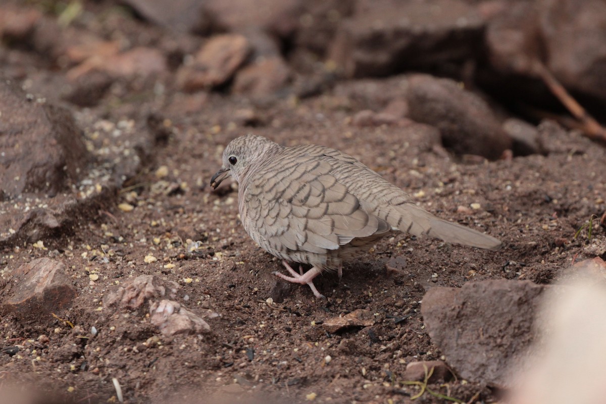 Inca Dove - Donna Bragg