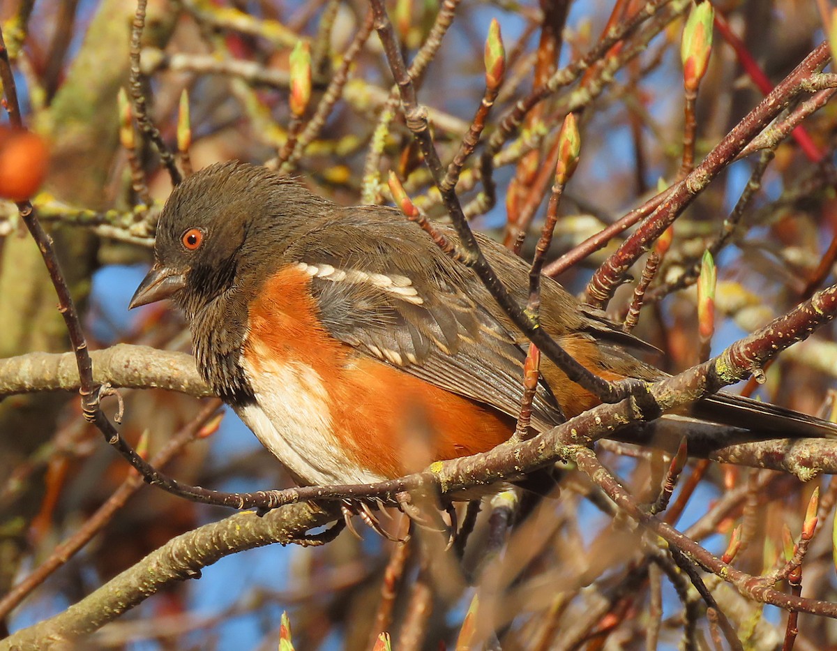 Spotted Towhee - ML614211760