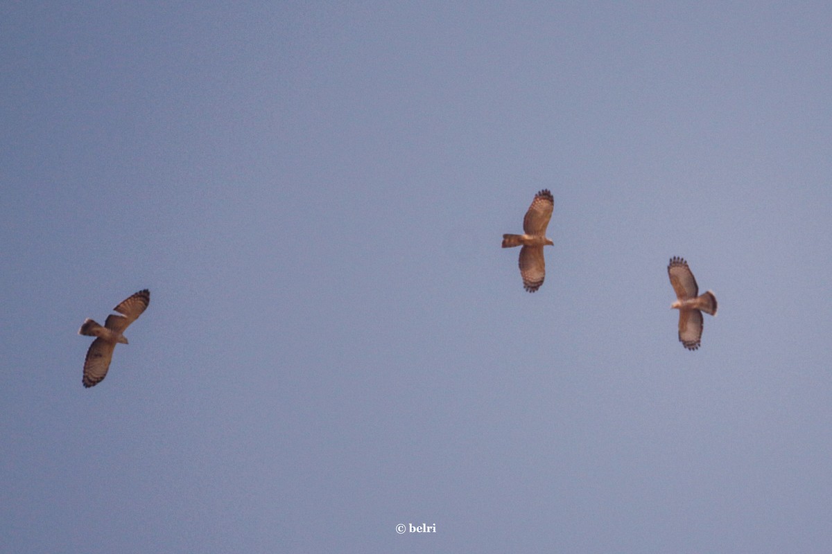 Jerdon's Baza - Patnicha Tiyapiboonchaiya