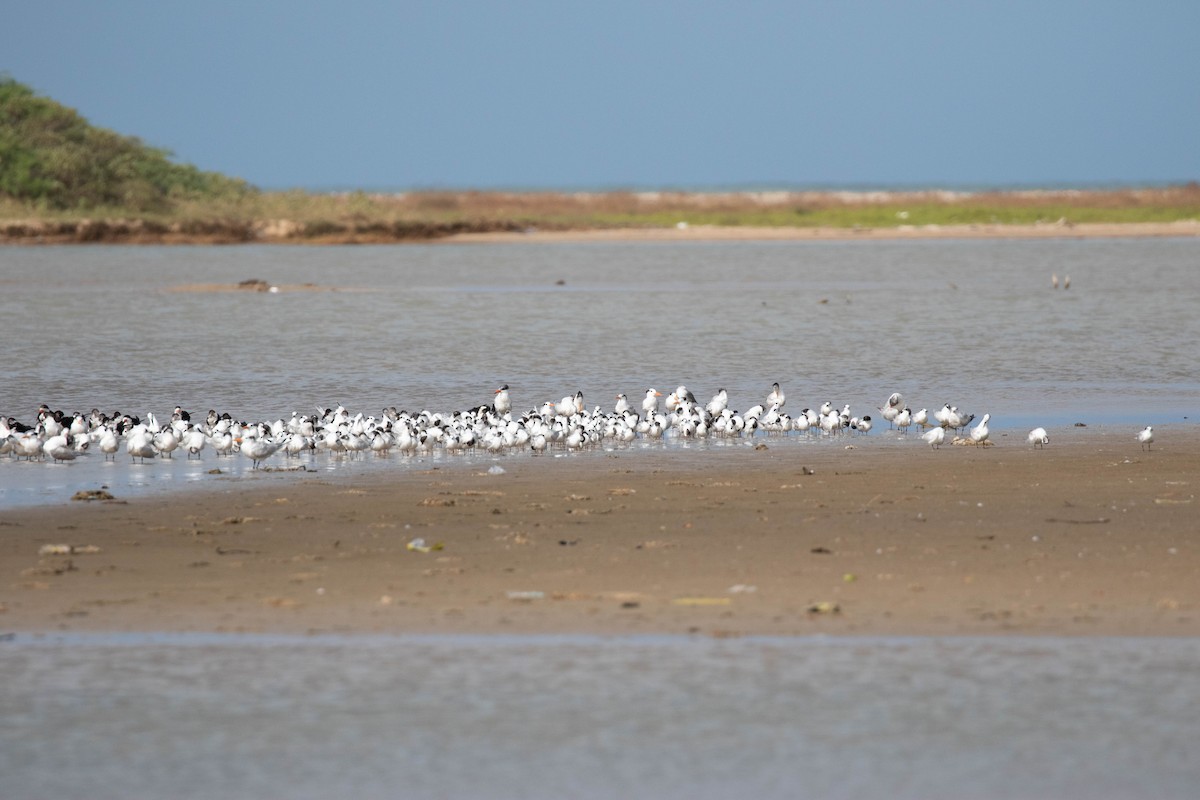 Sandwich Tern - ML614211796