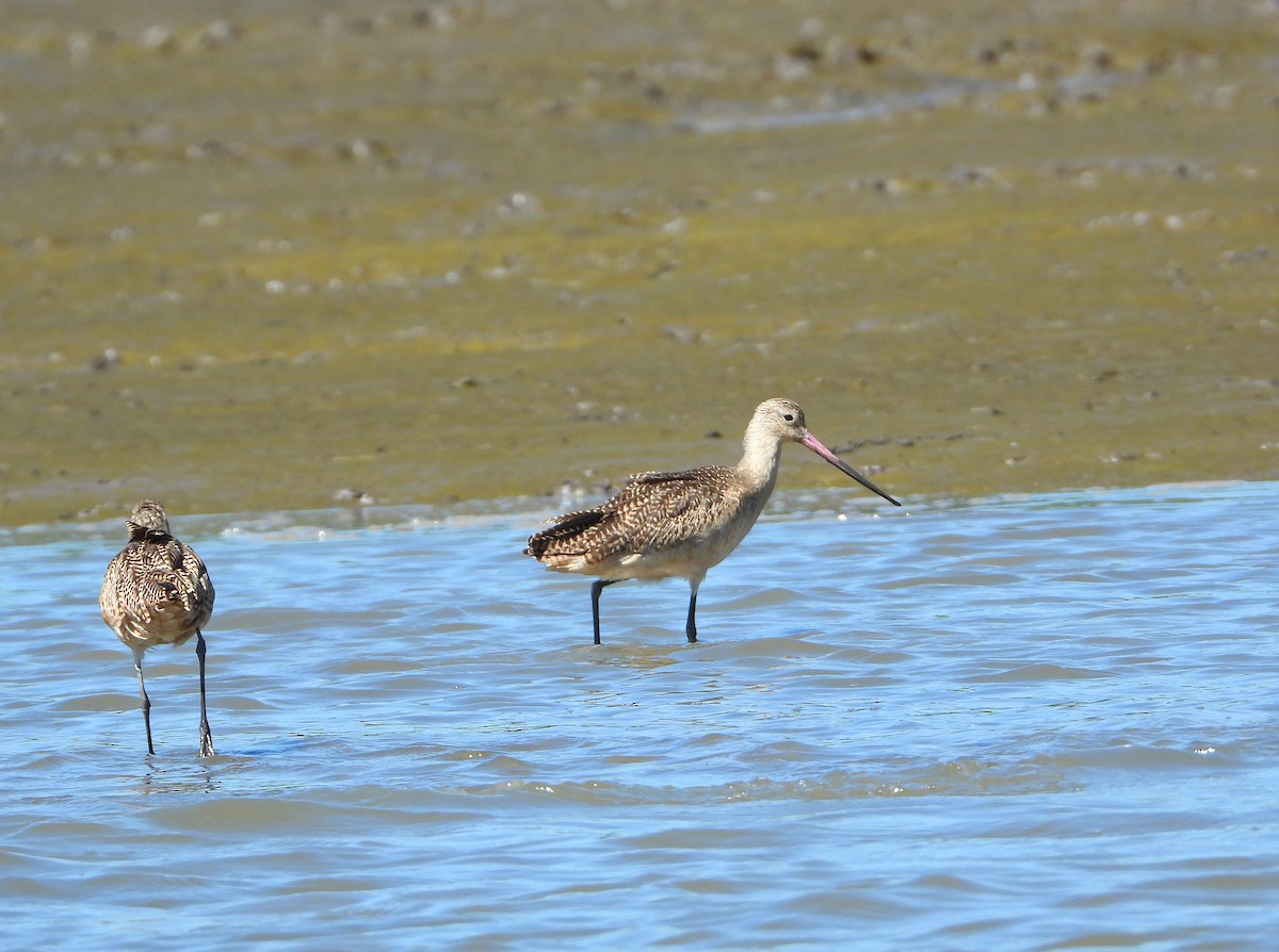 Marbled Godwit - Isaí López