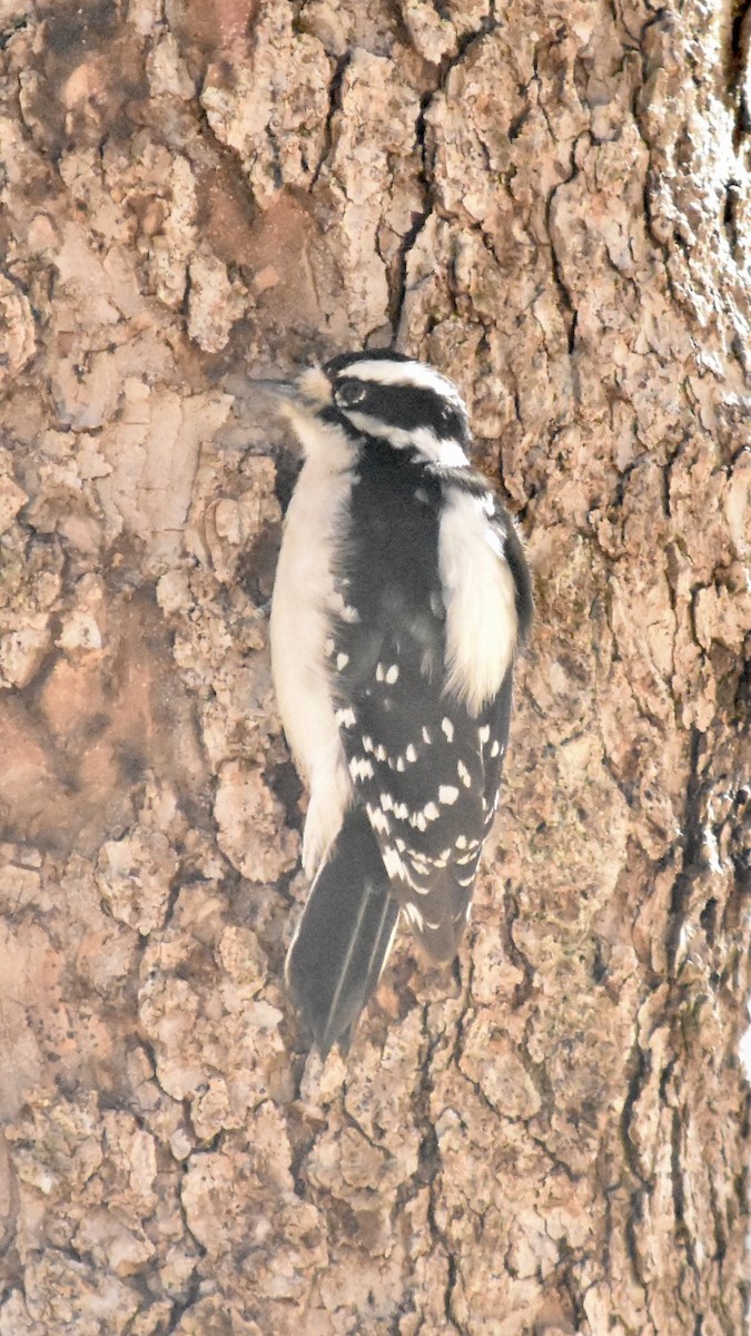 Downy Woodpecker - ML614211889