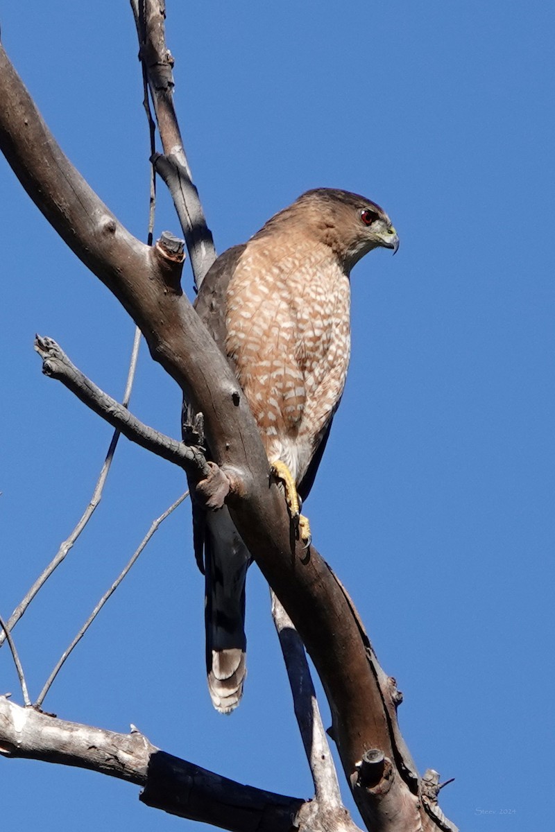 Cooper's Hawk - ML614211946