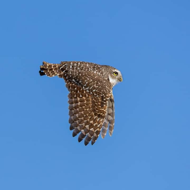 Burrowing Owl - ML614211950