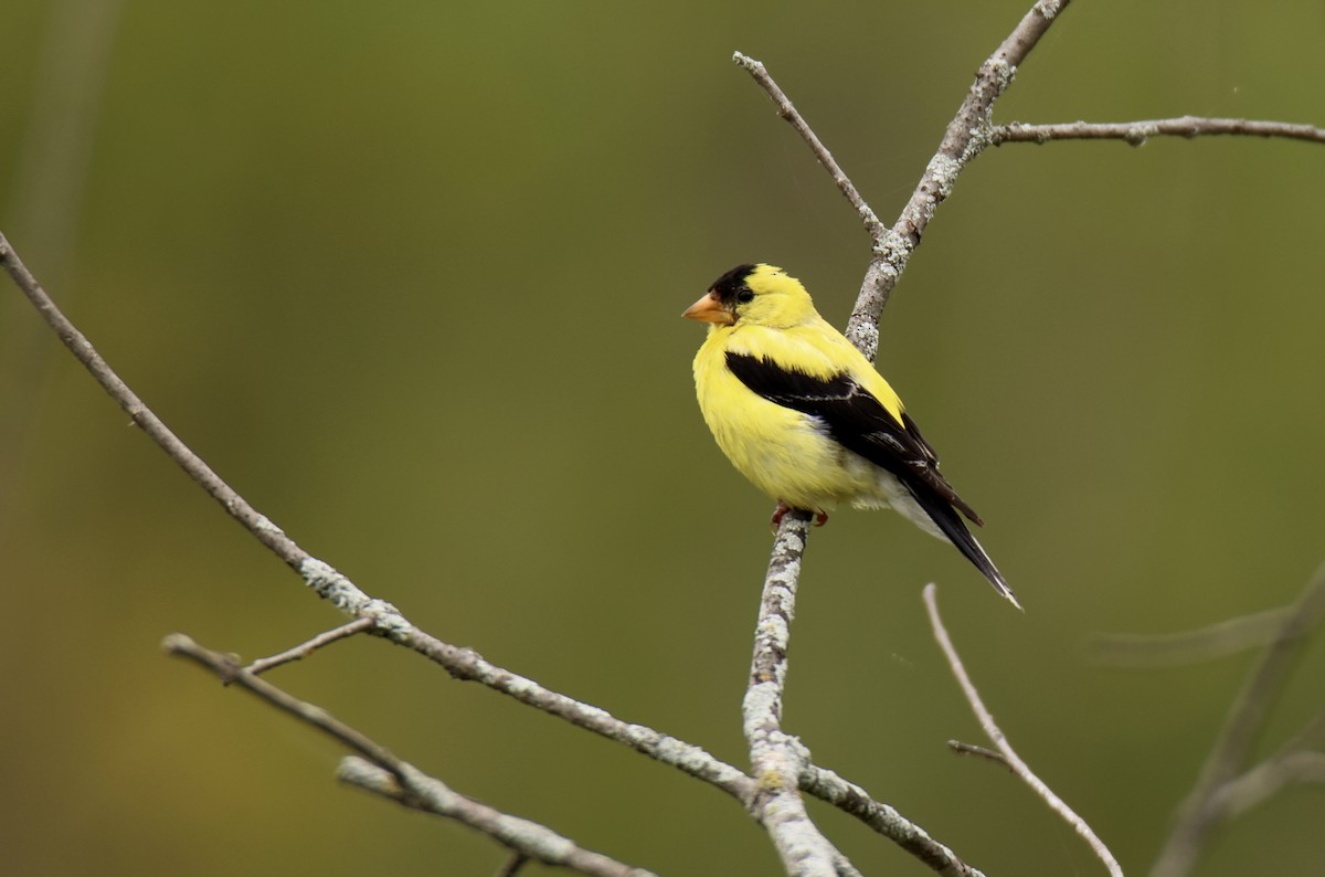 American Goldfinch - Jack Kew