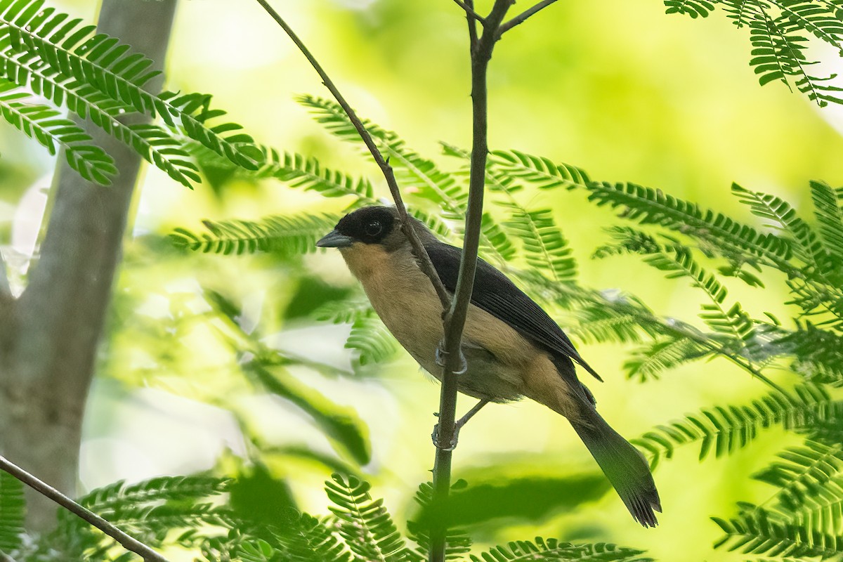 Black-goggled Tanager - ML614211981