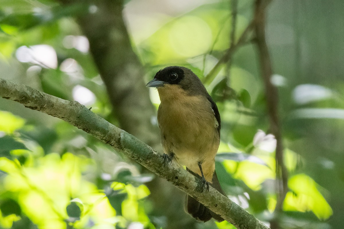 Black-goggled Tanager - Forrest English