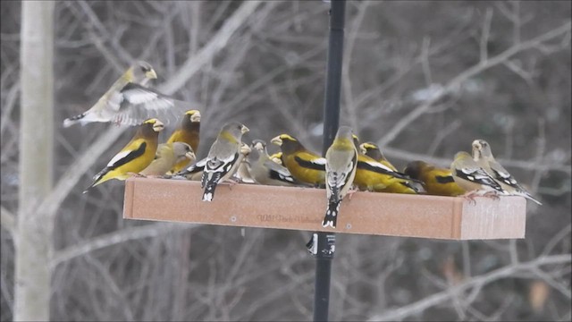 Evening Grosbeak - ML614211983