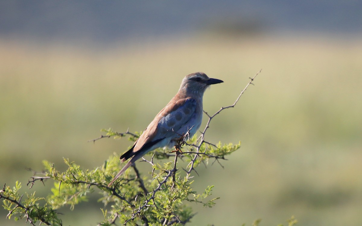 European Roller - ML614211999