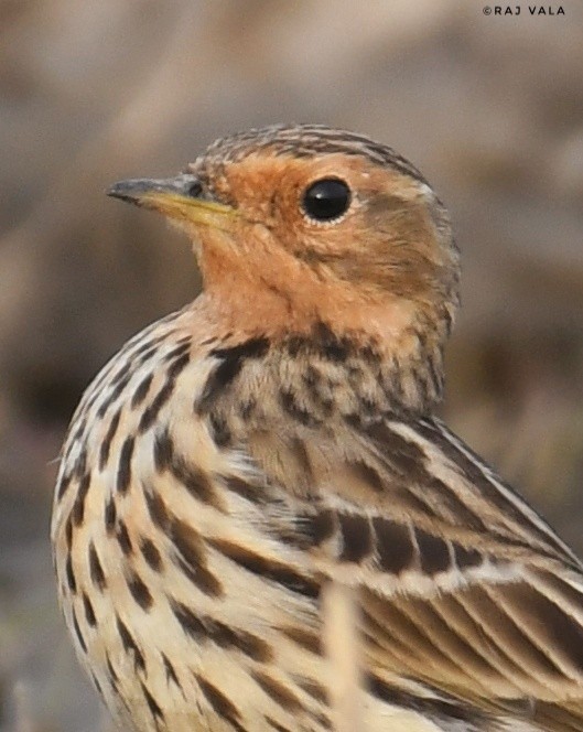 Red-throated Pipit - Raj Vala