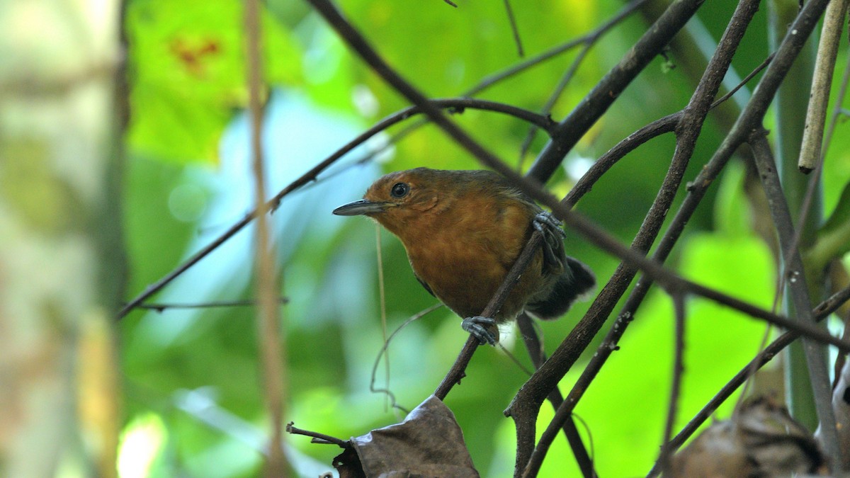 Riparian Antbird - ML614212073