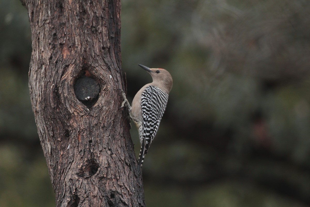 Gila Woodpecker - Donna Bragg