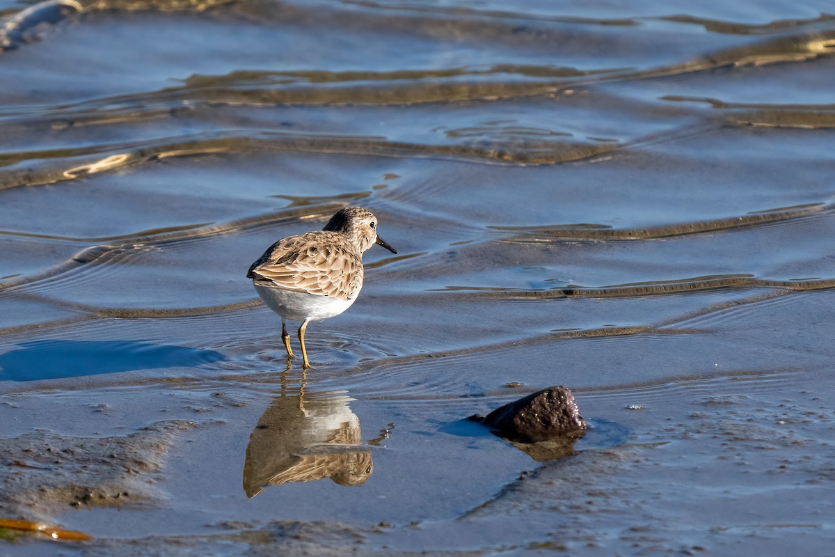 Least Sandpiper - ML614212246