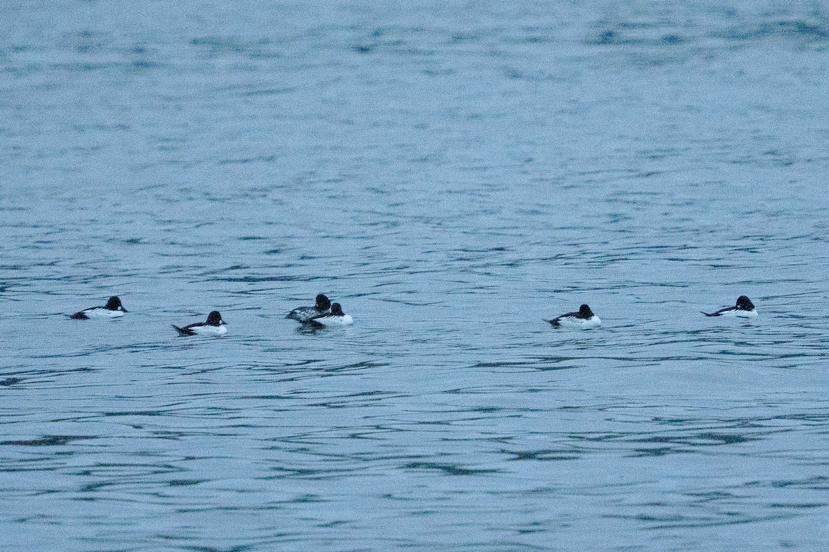 Common Goldeneye - Keith Lea