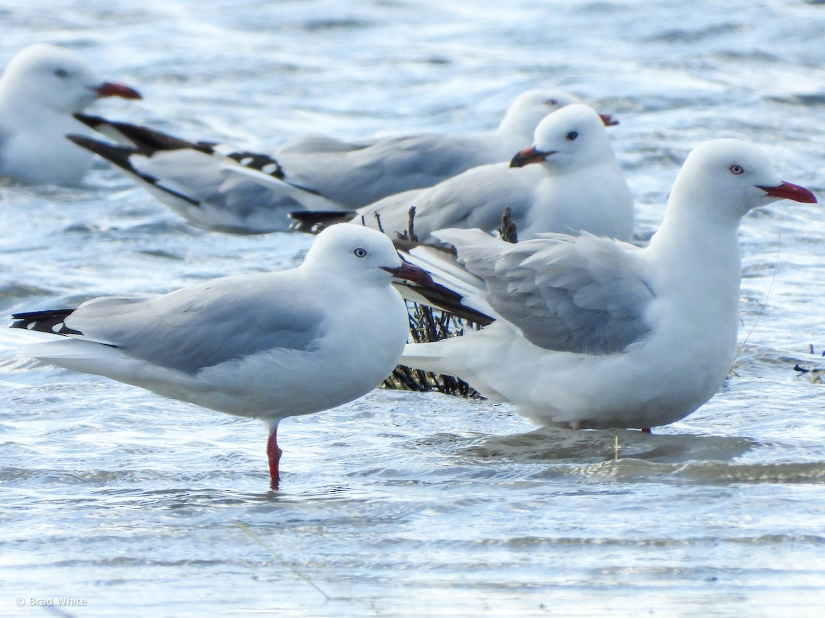 Silver Gull - ML614212292