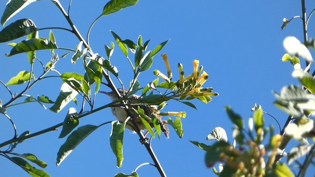 Cactus Wren - ML614212304