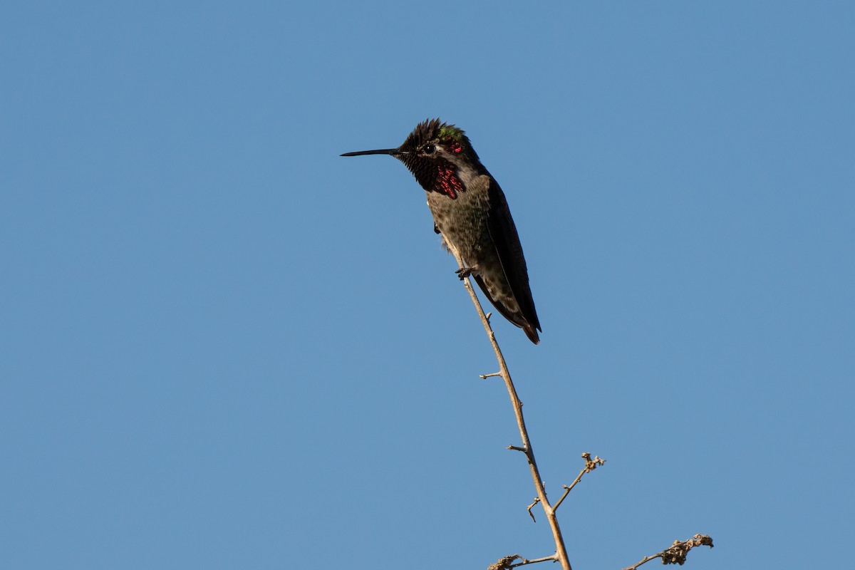 Anna's Hummingbird - ML614212328